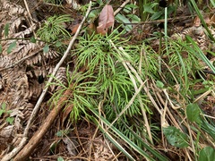 Diphasiastrum thyoides