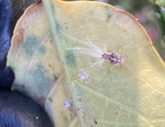 Scolypopa