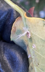 Scolypopa