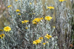 Senecio mairetianus