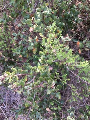 Adenostoma fasciculatum