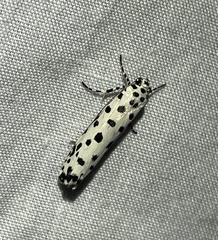Ethmia clytodoxa