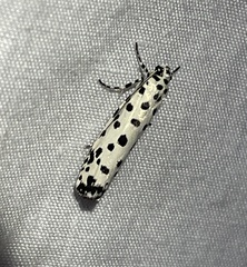 Ethmia clytodoxa