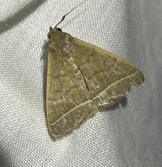 Simplicia cornicalis