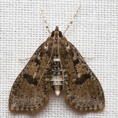 Palpita arsaltealis