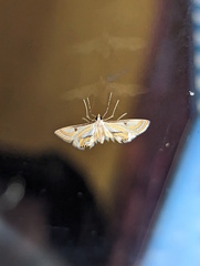 Tetrernia teminitis