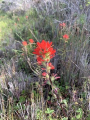 Castilleja affinis