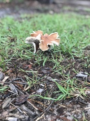 Podoscypha petalodes