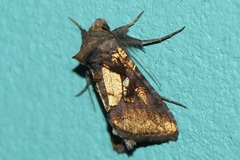 Argyrogramma verruca