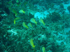 Lutjanus kasmira