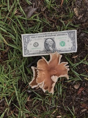 Podoscypha petalodes