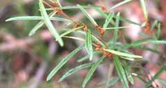Lasiopetalum ferrugineum