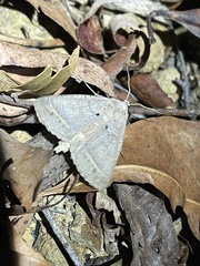 Pantydia capistrata
