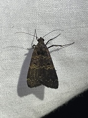 Hydrillodes funestalis