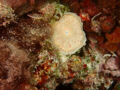 Marginopora