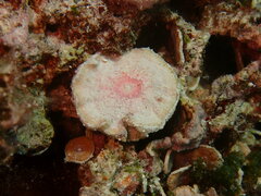 Marginopora