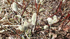 Salix planifolia