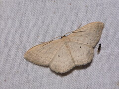 Scopula liotis