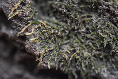 Venturiella sinensis