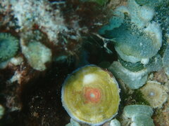 Marginopora