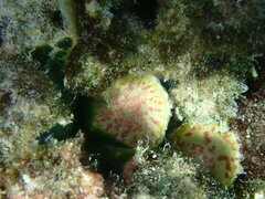 Marginopora