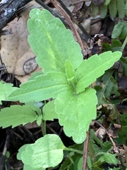 Collinsia multicolor