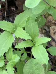 Collinsia multicolor