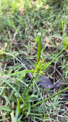 Cyperus polystachyos