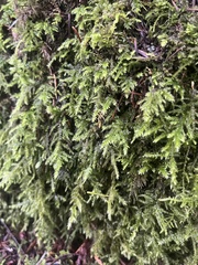 Claopodium crispifolium