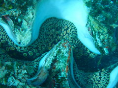 Tridacna maxima
