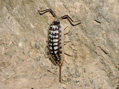 Porcellio haasi