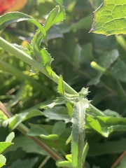 Capsella