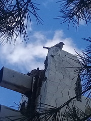 Passer domesticus