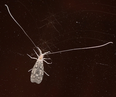 Triplectidinae