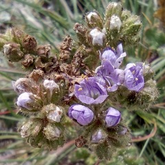 Phacelia crenulata minutiflora