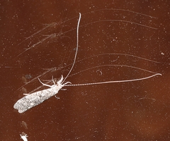 Triplectidinae
