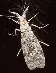Triplectidinae