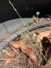 Arthrochilus prolixus