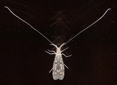 Triplectidinae