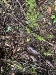 Heimiomyces fulvipes