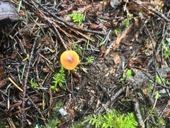 Heimiomyces fulvipes