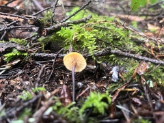 Heimiomyces fulvipes