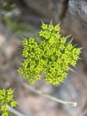 Lomatium parryi