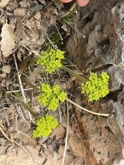 Lomatium parryi