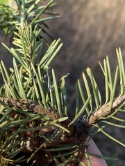 Chionaspis pinifoliae