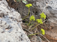 Lomatium parryi