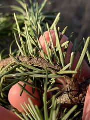 Chionaspis pinifoliae