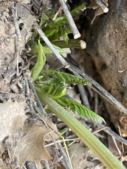 Lomatium parryi