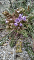 Phacelia crenulata minutiflora