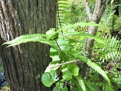 Cyclosorus interruptus